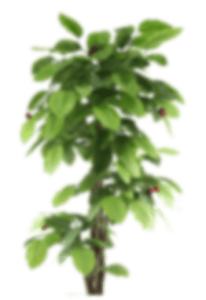 plant-small-1